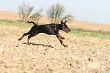 DOBERMANN 057